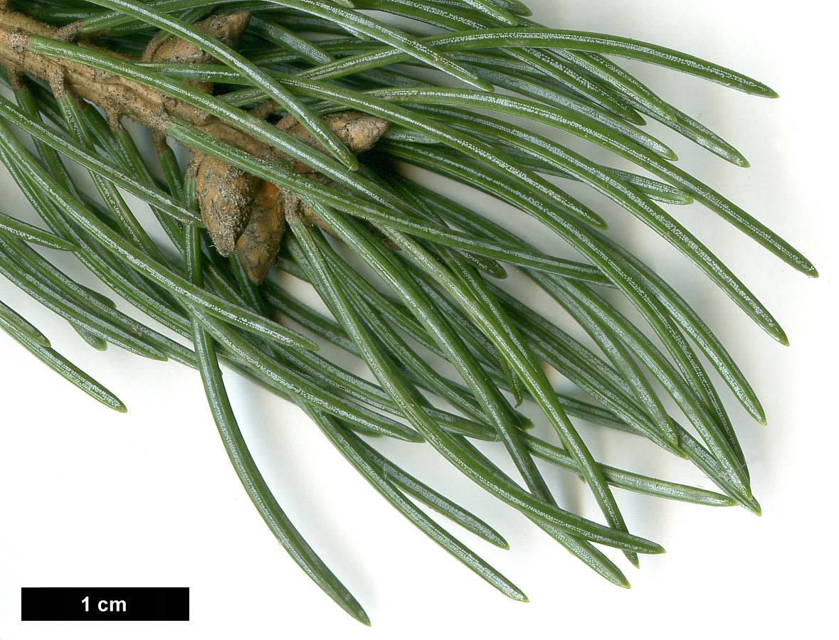 High resolution image: Family: Pinaceae - Genus: Picea - Taxon: engelmannii - SpeciesSub: f. glauca